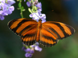 Orange Tiger Butterfly Nectaring on Blue Flowers  Westford  Massachusetts
