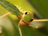 Caterpillar of the Spicebush Swallowtail Butterfly  Arlington  Massachusetts  USA