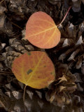 Aspen Leaves on Pine Cones in the Fall  Stanislaus National Forest Reserve  California