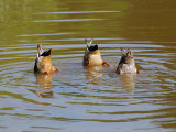 Dabbling Mallard Ducks  Anas Platyrhynchos  Bottoms Up  Arlington  Massachusetts  USA