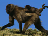 Female Gelada Gives Her Infant a Ride on Her Back  Simen Mountains National Park  Ethiopia