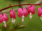Bleeding Hearts Flower in the Springtime  Jamaica Plain  Massachusetts  USA