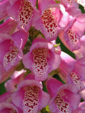 Foxgloves  in Bloom in a Vancouver Garden  BC  Canada