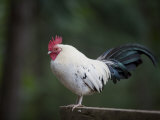 Rooster Stands on a Fence Post  Salt Spring Island  British Columbia  Canada