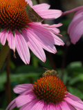 Skipper Butterfly and a Bee Driking Nectar from Purple Coneflowers  Belmont  Massachusetts  USA
