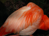 Sleeping Flamingo Close-Up  Photographed in Victoria  British Columbia