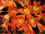 Close View of a Cluster of Flowers  Vancouver  British Columbia  Canada