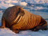 Atlantic Walrus Resting on Sea Ice Near the Open Water  Foxe Basin  Nunavut  Canada
