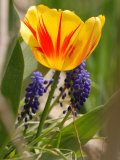 Tulip and Grape Hyacinths in the Spring  Winchester  Massachusetts