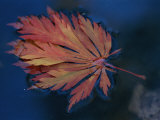 Single Fallen Japanese Maple Leaf Floats in the Water  New York