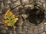 Fern on a Tree Trunk Blackened in a Forest Fire  Stanislaus National Forest Reserve  California