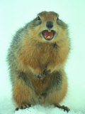Arctic Ground Squirrel Barring its Teeth  Northwest Territories  Canada