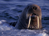 Portrait of an Atlantic Walrus  Odobenus Rosmarus  Arctic Circle  Canada