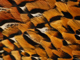 Close-Up of Pheasant Feathers  Medicine Rocks  Montana  USA