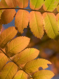 Colorful Sumac Leaves in Fall in the Stanislaus National Forest
