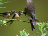 Barn Swallow Chicks  Hirundo Rustica  Being Fed by a Hovering Parent  Arlington  Massachusetts  USA