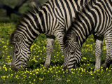 Two Common or Burchell's Zebras Grazing Among Wildflowers  Mombo  Okavango Delta  Botswana