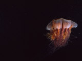 Lion's Mane Jellyfish in Dark Waters of the Strait of Georgia  Strait of Georgia  Canada