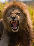 Male African Lion  Panthera Leo  with a Snarling Grimmace on His Face