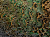 Close-Up of Pheasant Feathers  Brown with Irridescent Green and Blue  Medicine Rocks  Montana