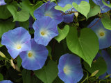 Morning Glories in Bloom in Arlington  Massachusetts  USA