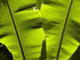 Sun Pattern on Tropical Jungle Leaf  Punta de Sal island  Honduras