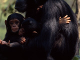 Twins  Extremely Rare in Chimpanzees  with their Mother  Gombe Stream National Park  Tanzania