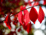 Autumn Red Leaves and Berries on a Burning Bush  Silver Spring  Maryland