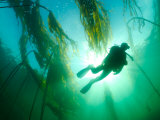 Diver Exploring a Bull Kelp Forest Off of Vancouver Island