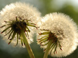 Close-Up of Two Dandelions  Arlington  Massachusetts  USA
