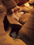 Eroded Sandstone and a Tumbleweed Branch in a Slot Canyon