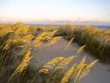 Sunlight Strikes Sea Oats on Dunes Near the Atlantic Ocean