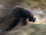 Panned View of Running Adult Male Chimpanzee