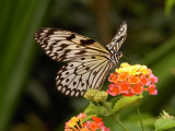 Tree Nymph Butterfly Drinks Nectar from Lantana Flowers  Idea Leuconoe