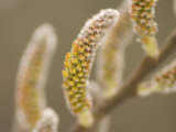 Close-Up of Flower Buds on a Bush in Late Spring in the Forest