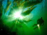 Diver Exploring a Bull Kelp Forest Off of Vancouver Island