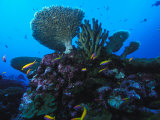 Fairy Basslets and Hard Coral  Phoenix Islands  South Pacific