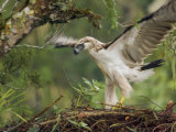 Eaglet Exercises its Wings in Preparation for a First Flight