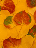 Aspen Leaves  Fall Color  Kachina Peaks Wilderness  Coconino National Forest  Arizona