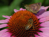 Skipper Butterfly and a Bee Driking Nectar from a Purple Coneflower  Belmont  Massachusetts  USA