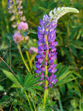 Stalk of Lupine Flowers in the Spring  Arlington  Massachusetts  USA