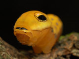 Caterpillar of the Spicebush Swallowtail Butterfly  Arlington  Massachusetts  USA