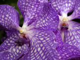Vanda Tokyo Blue Orchid Flowers