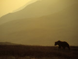 Grizzly Stalks the Alaskan Tundra  Denali National Park  Alaska