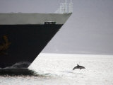Dolphin Leaping from Water at the Bow of a Ship  Argentina