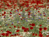 Bachelor Buttons  Poppies  and Other Flowers in Bloom