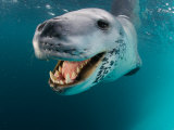 Close View of a Leopard Seal's Tooth-Filled Mouth  Antarctica