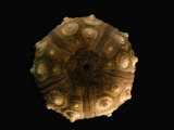 Close-Up of Sea Urchin Shell  also Called a Test  Derawan Island  Borneo  Indonesia