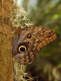 Owl Butterfly  Calligo Eurilochus  on a Tree Trunk  Victoria  British Columbia  Canada