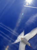 Arctic Tern and Jet over Alaska